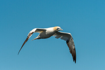 A Northern Gannet in flight on a sunny day summer