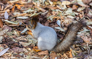 Squirrel with a nut in his mouth against the autumn foliage of trees on the ground