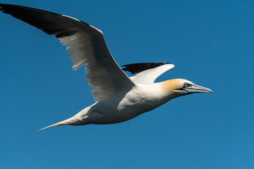 Fototapeta na wymiar A Northern Gannet in flight on a sunny day summer