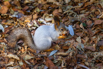 Squirrel with a nut in his mouth against the autumn foliage of trees on the ground