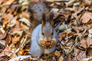 Squirrel with a nut in his mouth against the autumn foliage of trees on the ground