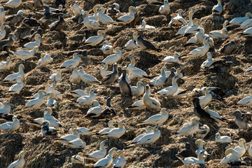 A colony of Northern Gannets on a sunny day in summer