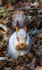 Squirrel with a nut in his mouth against the autumn foliage of trees on the ground