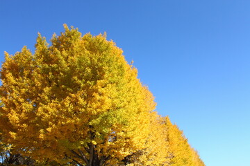 銀杏並木（国営昭和記念公園）