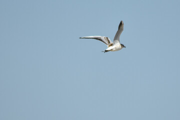 Seagull flies across the blue sky
