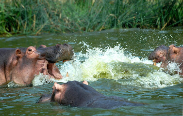 hippopotamus, Hippopotamus amphibius in the water