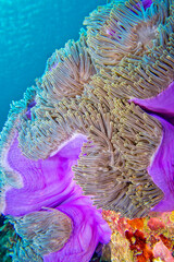 Obraz na płótnie Canvas Magnificent Sea Anemone, Heteractis magnifica, Coral Reef, South Ari Atoll, Maldives, Indian Ocean, Asia