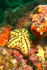 Yellow Sea Star, Galapagos Islands, Galapagos National Park, UNESCO World Heritage Site, Pacific Ocean, Ecuador, America