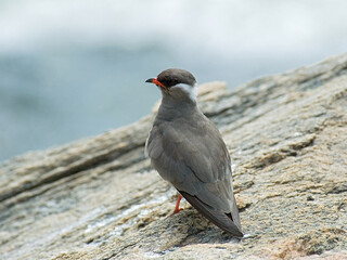 Rock Pratincole, Rotsvorkstaartplevier, Glareola nuchalis