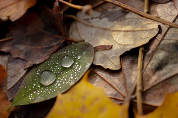 Autumn Leaf with Dew Drops - Closeup