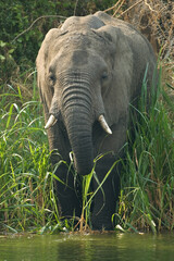 African Elephant, Afrikaanse savanneolifant, Loxodonta africana