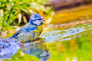 Blue Tit, Parus caeruleus, Forest Pond, Mediterranean Forest, Castile and Leon, Spain, Europe