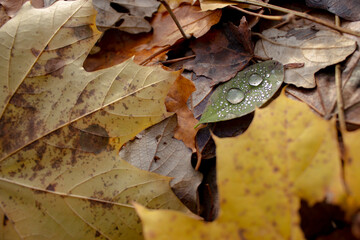 Autumn Leaf with Dew Drops 