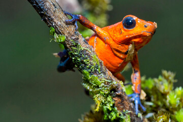 Dart Poison Frog, Blue Jeans, Oophaga pumilio, Dendrobates pumilio,Tropical Rainforest, Costa Rica, Central America, America