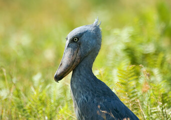 Shoebill, Schoenbekooievaar, Balaeniceps rex
