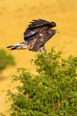 Golden Eagle, Aquila chrysaetos, Mediterranean Forest, Castile and Leon, Spain, Europe