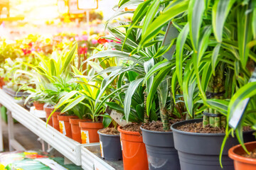 Various types of indoor decorative deciduous plants dracaena and cordilin on a rack in a greenhouse flower shop.