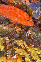 Obraz na płótnie Canvas Orange Rock Cod, Cephalopholis spiloparae, Coral Reef, South Ari Atoll, Maldives, Indian Ocean, Asia