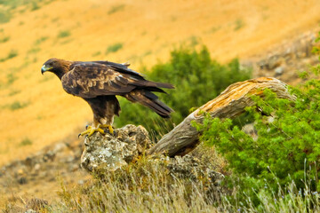 Golden Eagle, Aquila chrysaetos, Mediterranean Forest, Castile and Leon, Spain, Europe