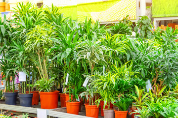 Various types of indoor decorative deciduous plants dracaena and cordilin on a rack in a greenhouse flower shop.