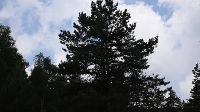 From cloudy, blue sky camera goes to a pine tree in a green forest and meadow.
