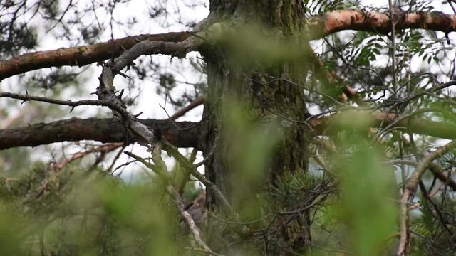 Focus goes from green grass to tree. Day in a forest. Branch on a pine tree.