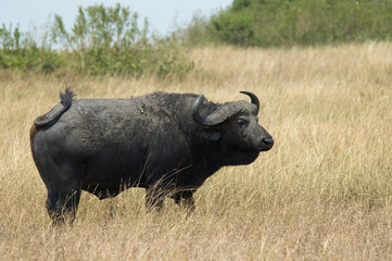 Cape Buffalo, Afrikaanse buffel, Syncerus caffer