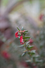 Rosemary grevillea