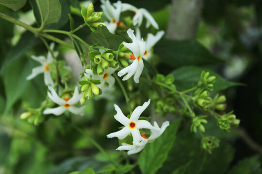 Nyctanthes arbor-tristis, the night-flowering jasmine or parijat flowers display with selective focus and green nature around.