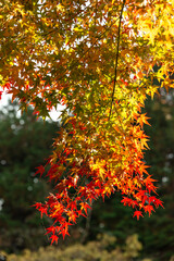 Autumn colors at the Japanese garden of Choan-ji temple in Fukuchiyama city, Kyoto, Japan