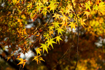 Autumn colors at the Japanese garden of Choan-ji temple in Fukuchiyama city, Kyoto, Japan