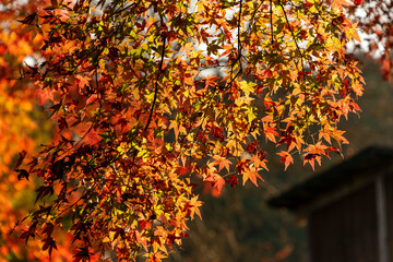 Autumn colors at the Japanese garden of Choan-ji temple in Fukuchiyama city, Kyoto, Japan