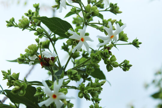 Nyctanthes arbor-tristis, the night-flowering jasmine or parijat flowers display with selective focus and green nature around.