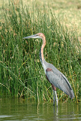 Goliath Heron, Goliathreiger, Ardea goliath