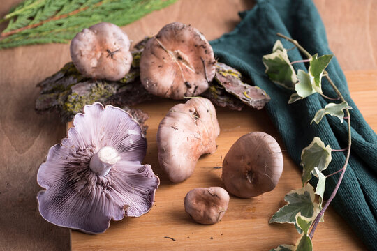 Closeup of Lepista nuda mushrooms