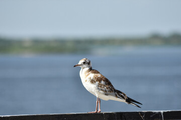 bird on the river bank close-up