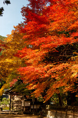 Autumn colors at the Japanese garden of Choan-ji temple in Fukuchiyama city, Kyoto, Japan