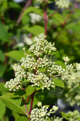 Paniculate hydrangea Wims Red