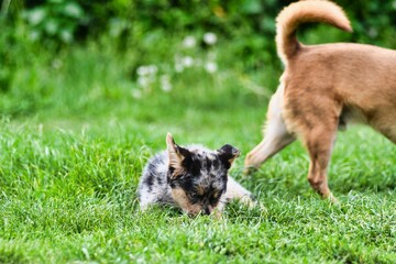 dog on grass, photo as a background , australian german shepard sheperd dog