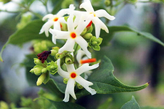 Nyctanthes arbor-tristis, the night-flowering jasmine or parijat flowers display with selective focus and green nature around.