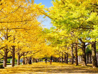 Naklejka premium 紅葉のイチョウ並木