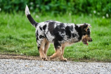 dog on the grass, photo as a background , australian german shepard sheperd dog