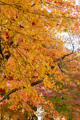 Autumn colors at the Japanese garden of Choan-ji temple in Fukuchiyama city, Kyoto, Japan