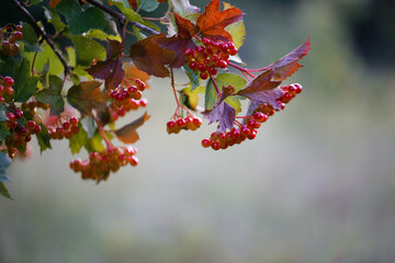 red berry viburnum on a green bush