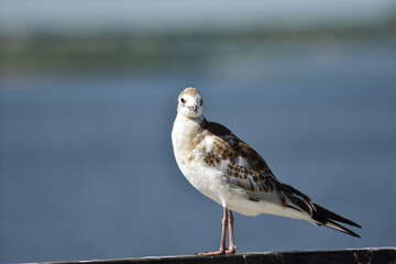 bird on the river bank close-up