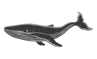 Hand drawn black and white whale. Beautiful hand drawn humpback whale. Sketch vector illustration