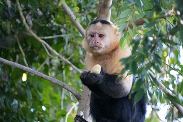 monkey, gatun lake, panama canal, nature, panama