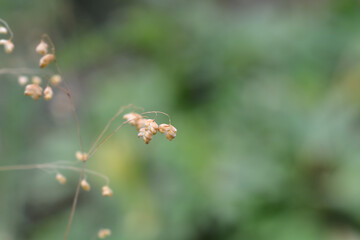 Common quaking grass