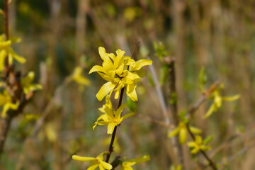 Weeping forsythia