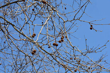 London plane